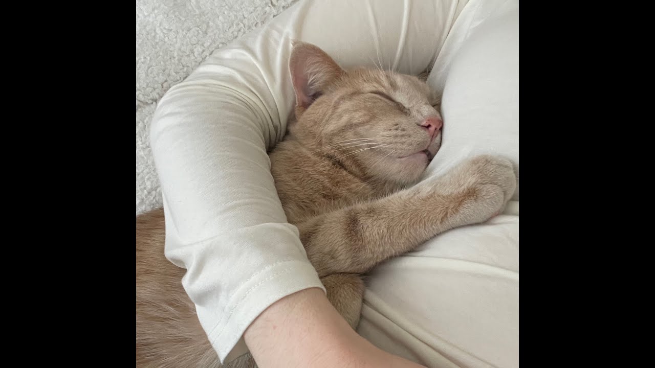 ASMR 5 Hours Cat Purring For Sleep (Extended Version)