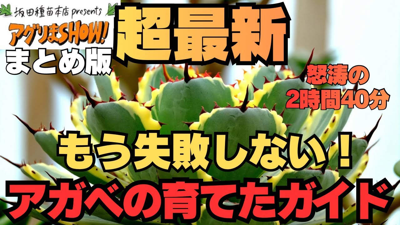 【2時間40分越え】最新アガベの育て方を農家のプロが本気で解説　アグリまSHOWまとめ