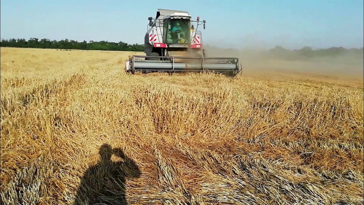 Убираю пшеницу Граф. Очень сложная уборка пересушенной пшеницы. Harvest wheat Count. Very difficult