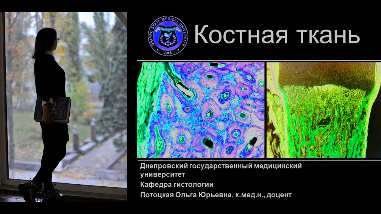 11. Костная ткань (лекция по гистологии)