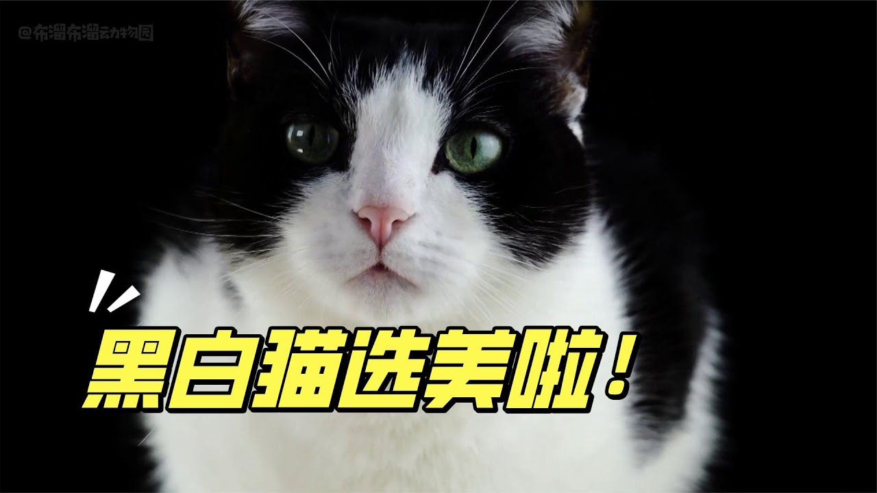 黑白猫颜值大赏，这纯粹的毛色，简直就是猫咪界的一股清流