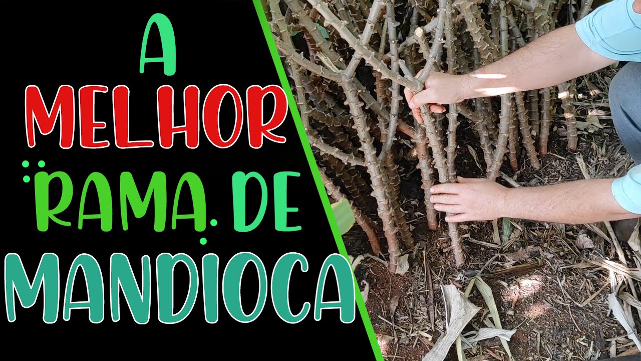 COMO SELECIONAR E GUARDAR RAMAS DE MANDIOCA PARA O PLANTIO.