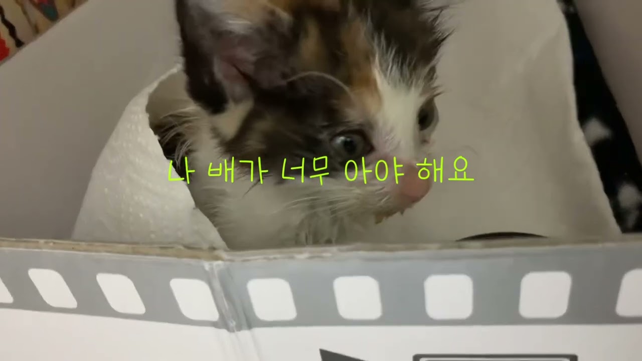 냥줍한 새끼 고양이가 설사가 안멈춰요