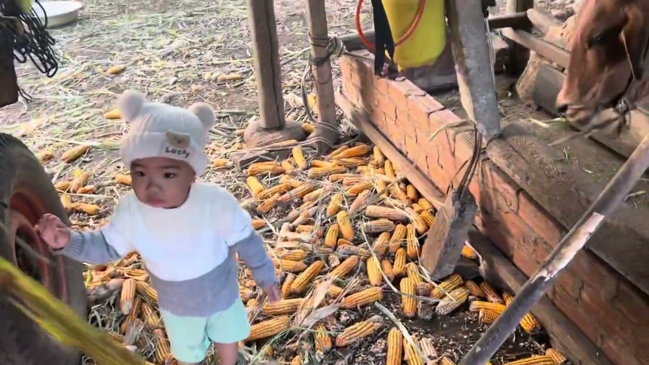 Shin về ngoại cho bò ăn cỏ