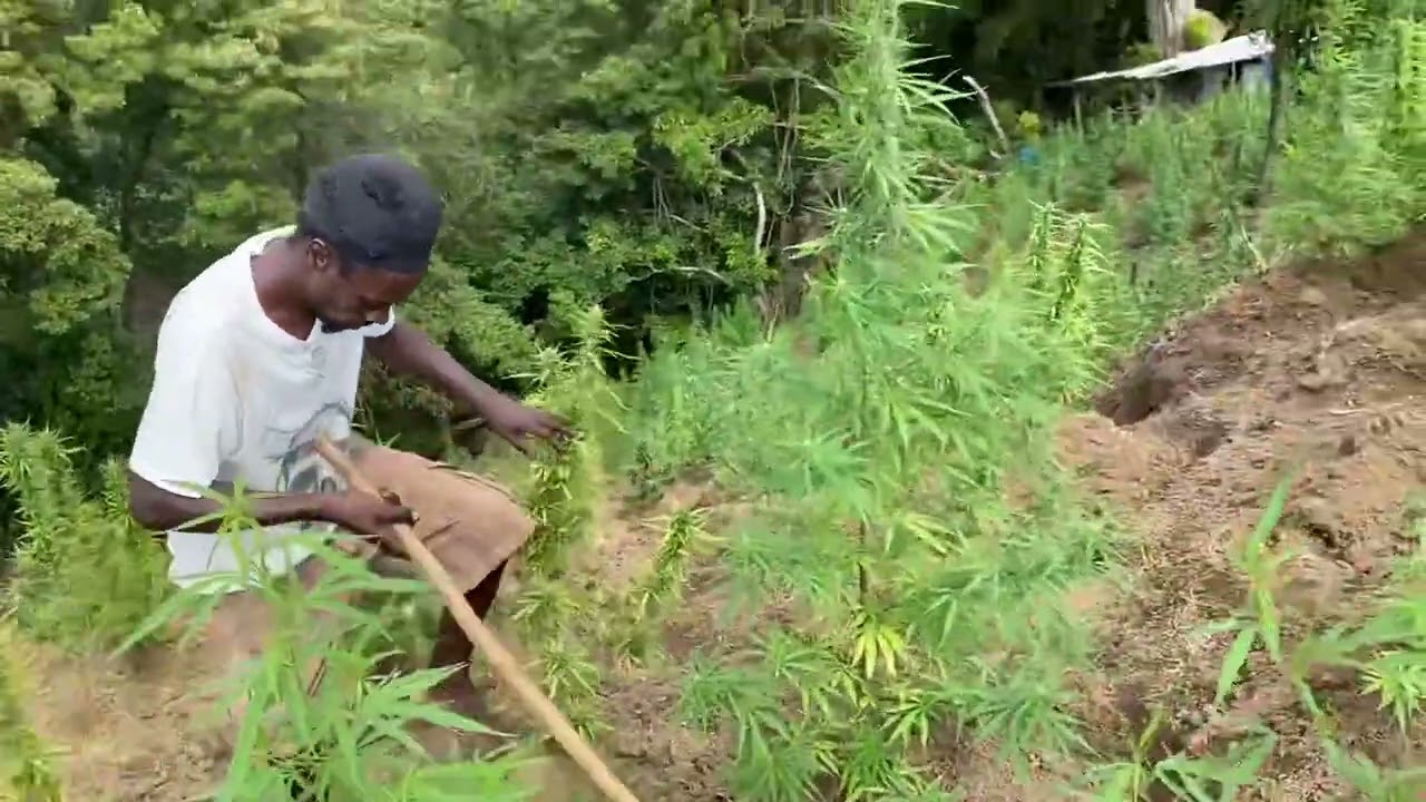 Cannabis farming in the mountains of St. Vincent & the Grenadines.