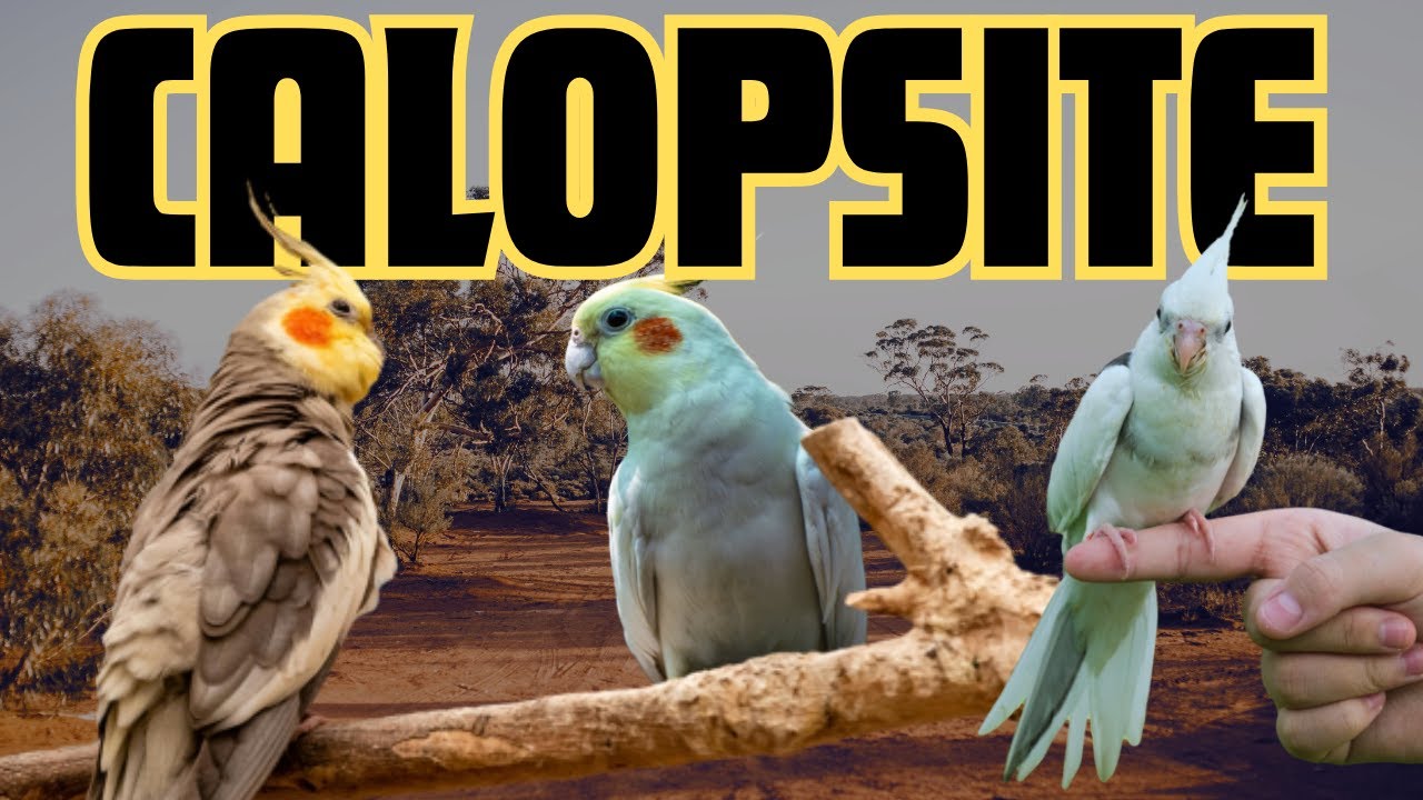 COSA SAPERE quando PRENDI una CALOPSITE [2.0] (CALOPSITTA) #pappagalli #calopsitta