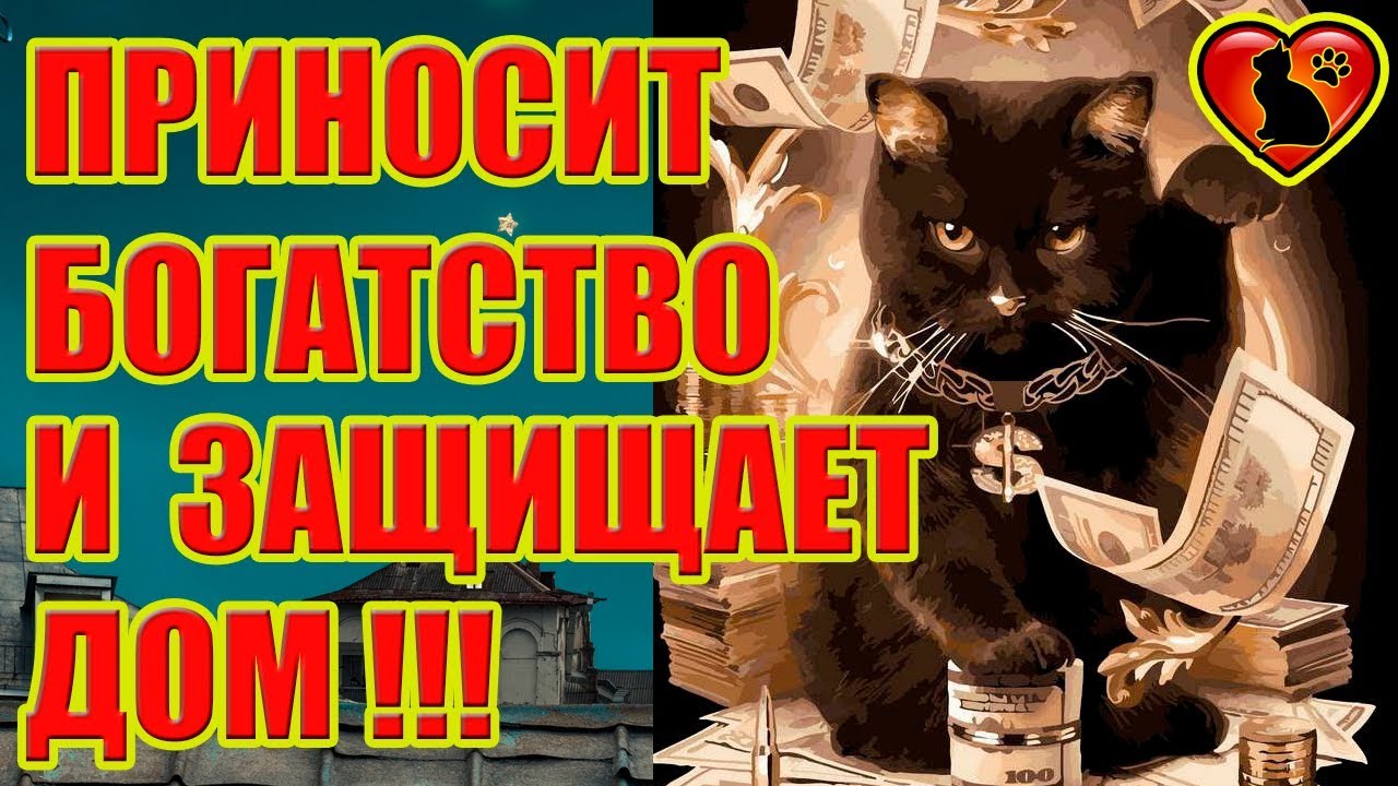 8 Причин Завести Чёрного Кота Вопреки Суевериям! Чёрный кот приносит богатство и защищает дом!