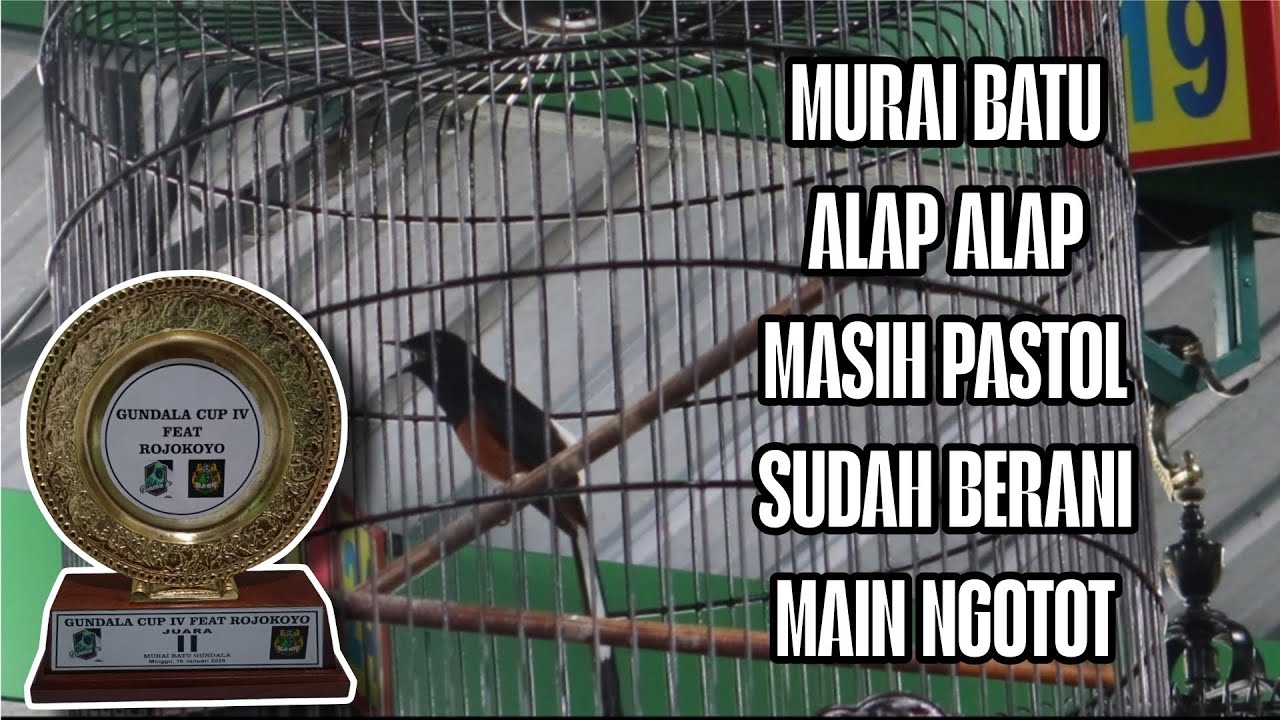 RAIH PODIUM 2 MURAI BATU ALAP ALAP TAMPIL NGOTOT DI GANTANGAN THE SULTAN