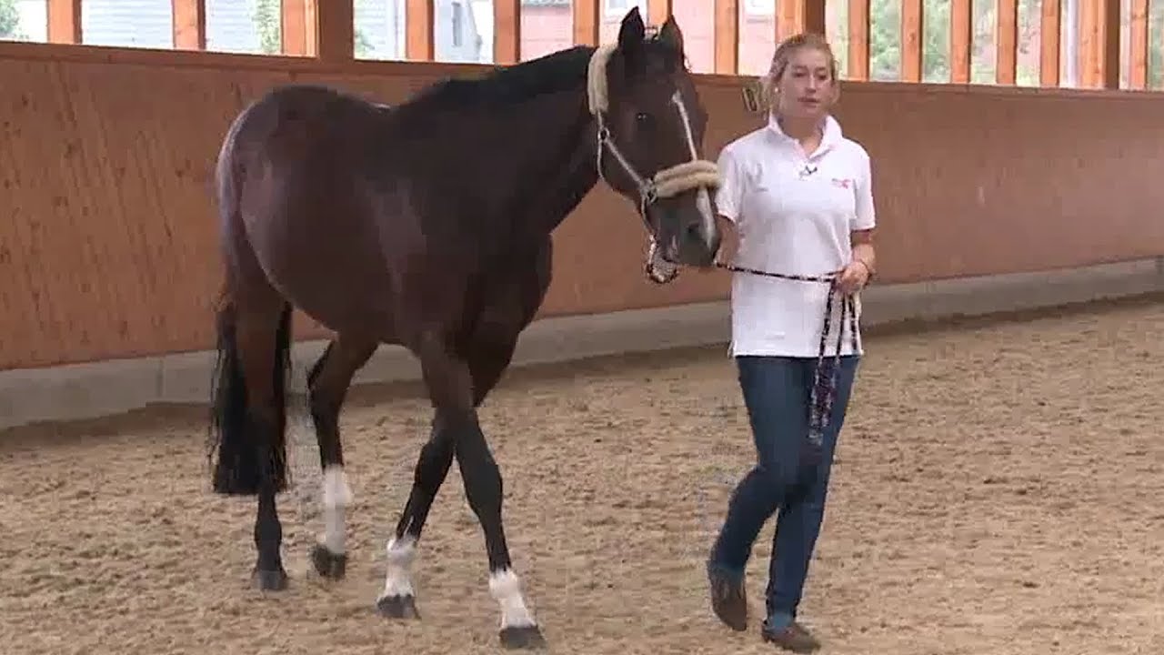 The lead-rope - How to lead a horse