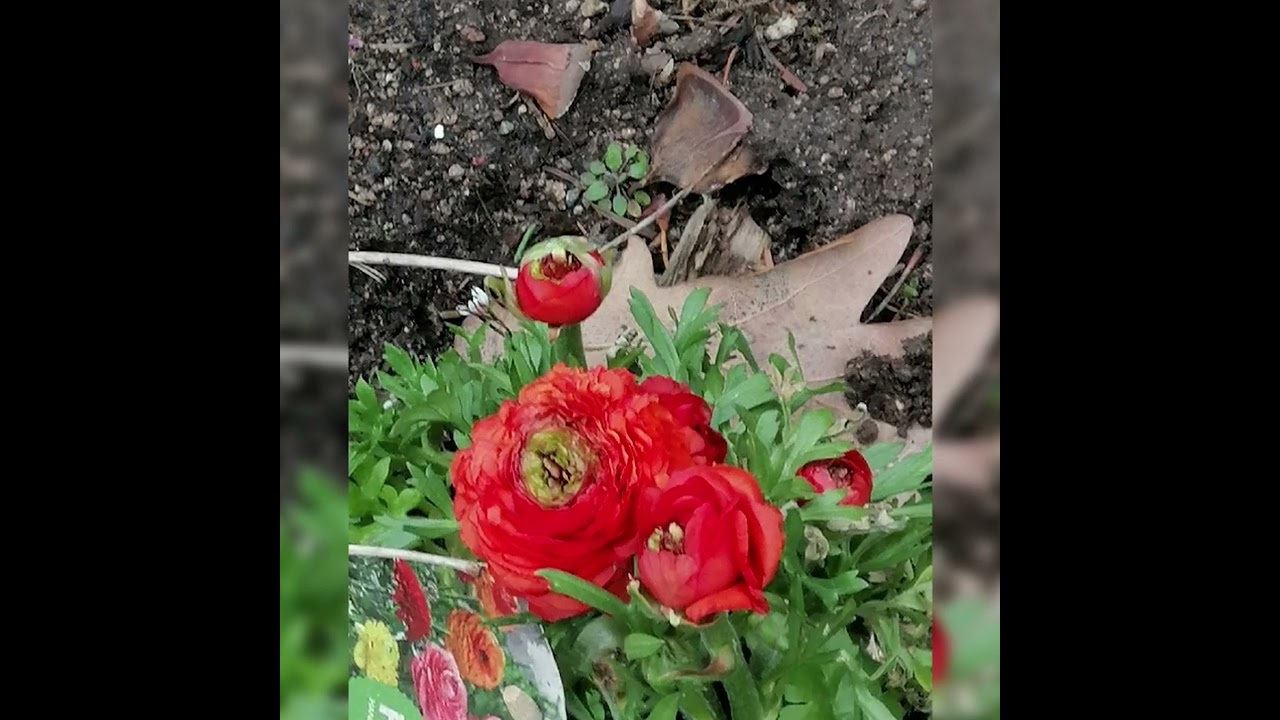 Ritornell aus der Ostergeschichte von A. M. Brunckhorst