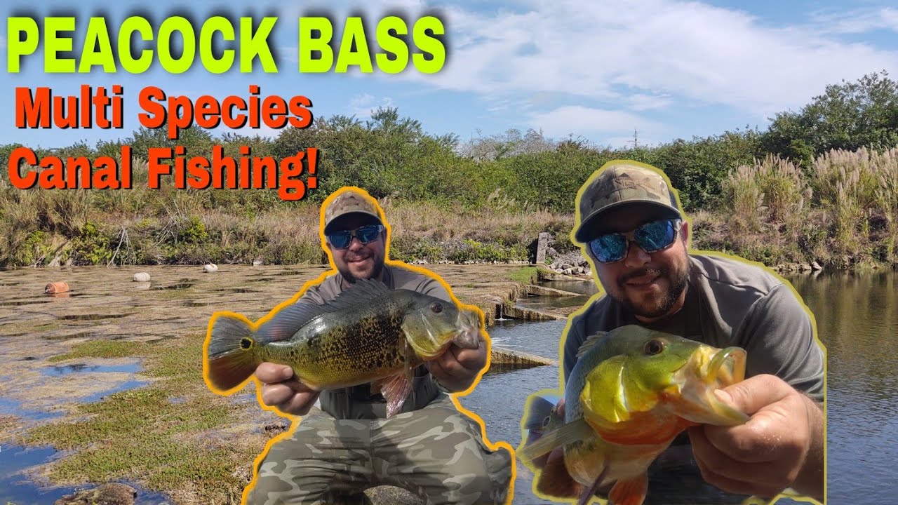 MULTI Species Freshwater CANAL Fishing Naples, Florida! (Peacock Bass, Tarpon, and MORE!)