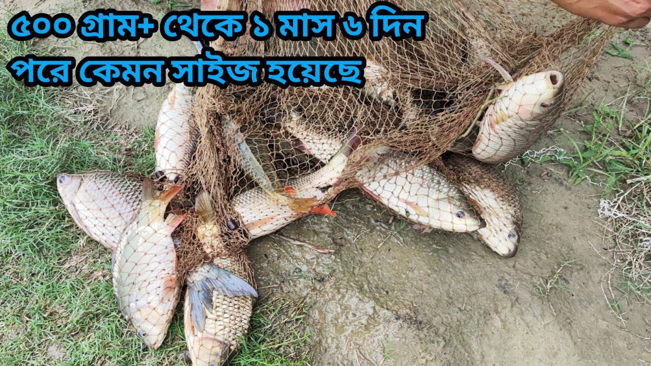 আজ আমাদের একটি পুকুরে রুই মাছের গ্রোথ দেখলাম ৫০০ গ্রাম+ থেকে ১ মাস ৬ দিন পরে কেমন হয়েছে