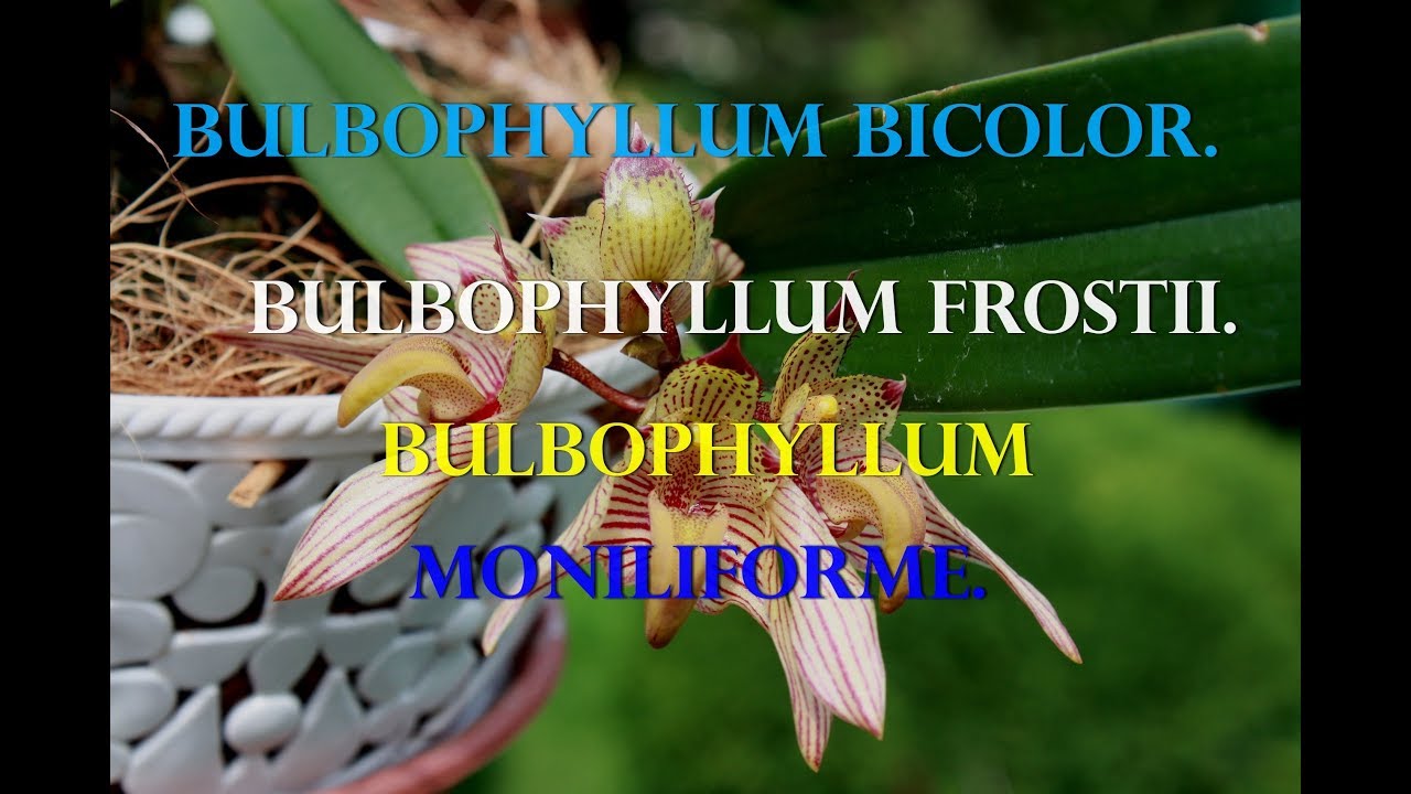 Орхидея Bulbophyllum.Как ухаживать.Поливать,удобрять.  Мой опыт.