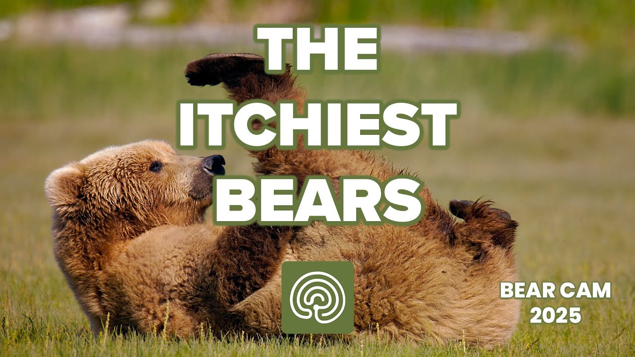 The Itchiest Brown Bears of Bear Cam 2025