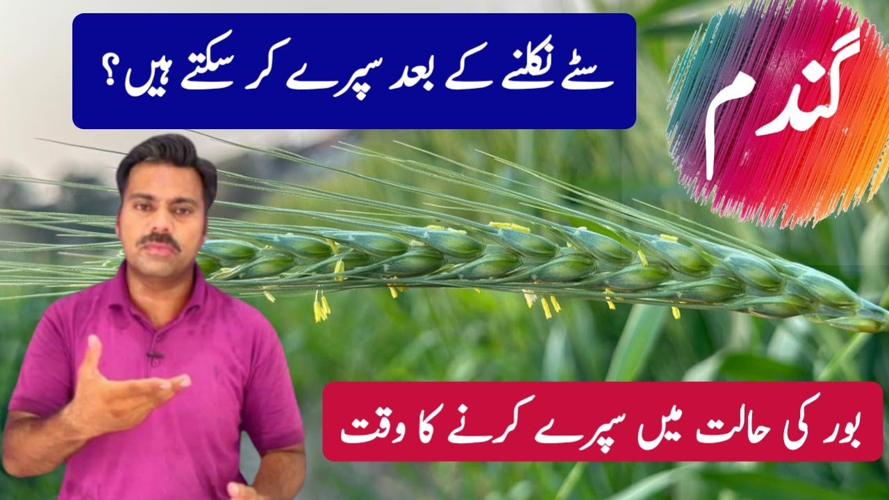Chemicals spray on wheat crop on pollination stage | Flowering stage spray precautions in wheat crop