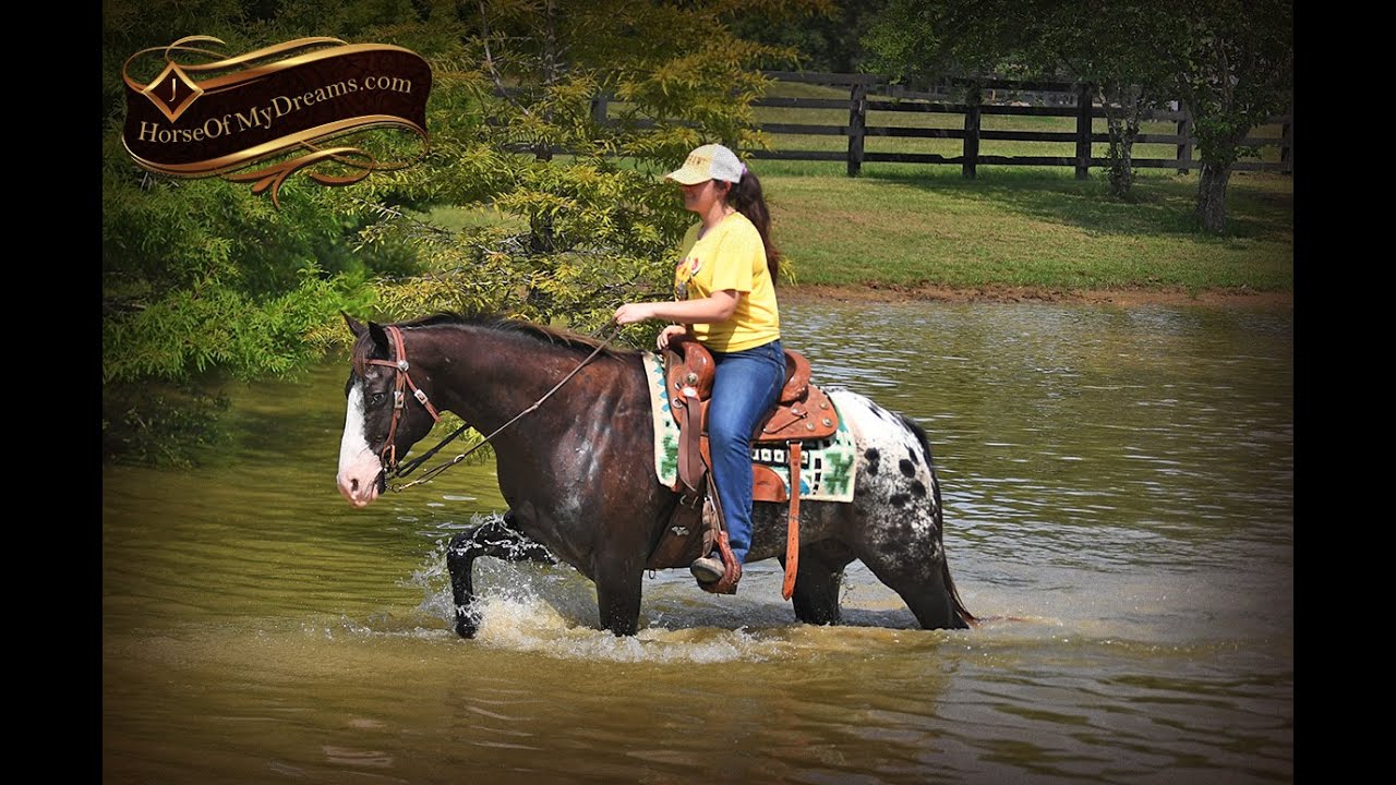 Joker-Fantastic Appaloosa Ranch Gelding Roping Trails He Does it All!