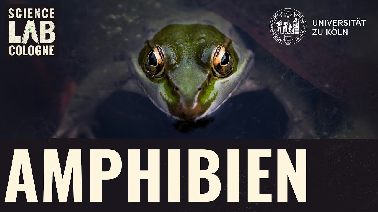 Was macht der Klimawandel mit Amphibien?