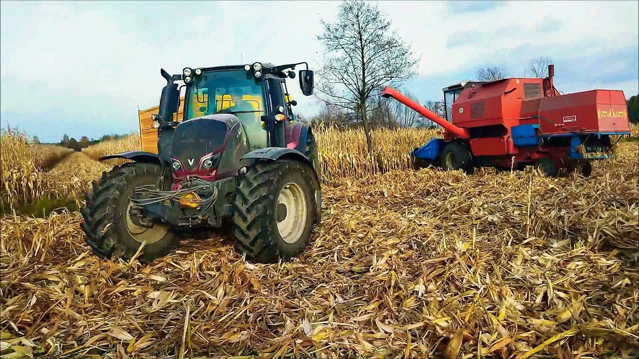 kukurydza na ziarno 2021 🌽 Bizon Z058 Rekord vs 100 ha 😱 Nowy nabytek 🤑 WIELTON 14 ton 🚜 Valtra n114