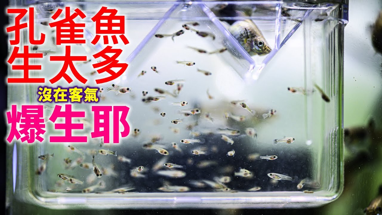 孔雀魚開始爆生幾百隻小魚！太超過了！GEX五味靜音打氣機有多安靜? 迷你水妖精 孔雀魚生超多