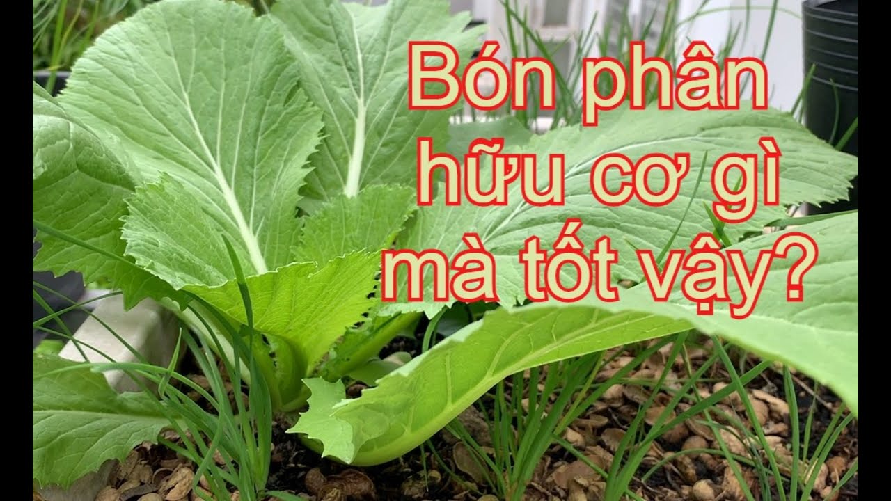 Chỉ bón 01 loại phân hữu cơ mà cải bẹ xanh To Lá thấy ớn | THÍCH TRỒNG CÂY TV