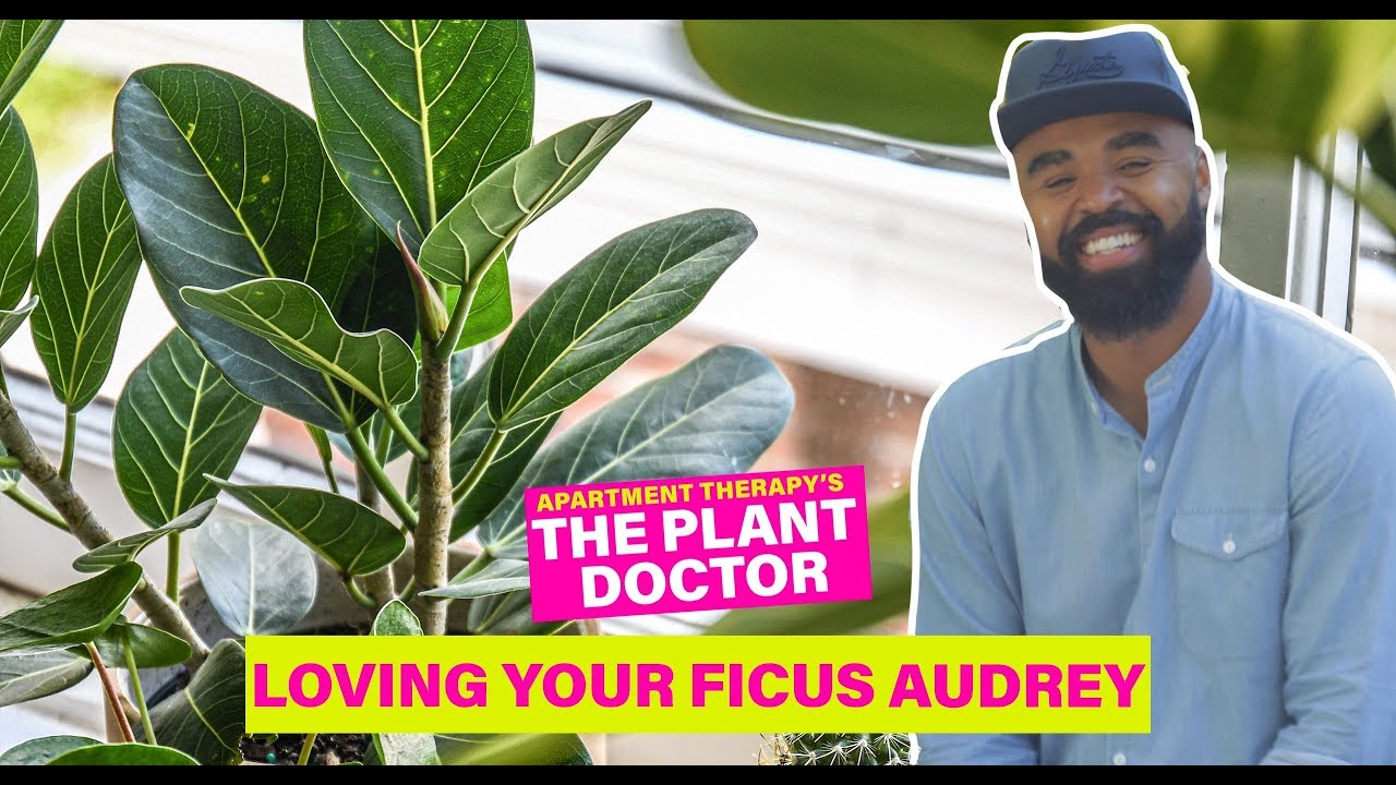 Loving Your Ficus Audrey | The Plant Doctor | Apartment Therapy