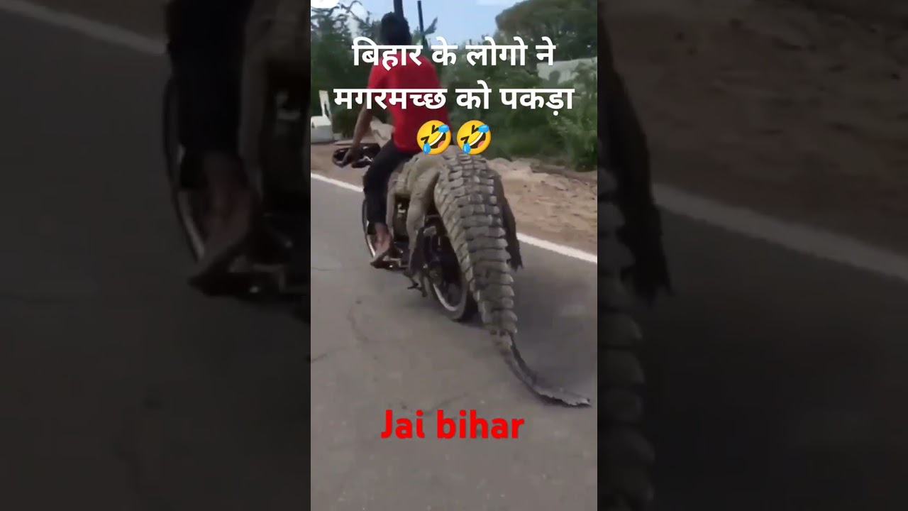 1 bihari 100 par bhari !! #crocodile #magarmachh #bihari #bihar #viralvideo