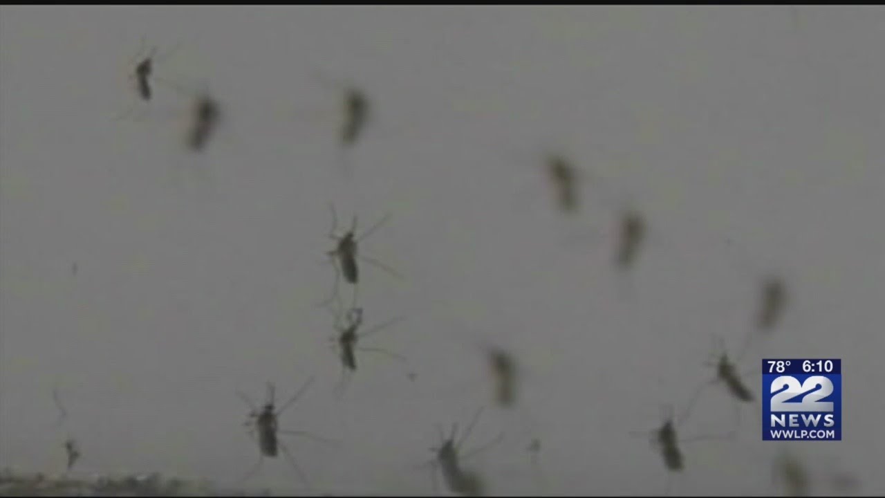 When will mosquitoes die off, hibernate this year in western Massachusetts?