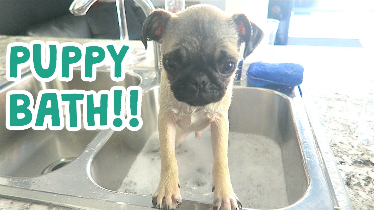 CUTEST PUPPY BATH EVER!!