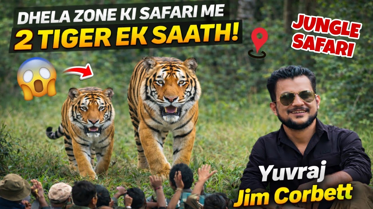 2 TIGER EK SAATH 😱 Dhela Zone Safari Ka Sabse Khatarnak Scene 🐯 #yuvrajjimcorbett 