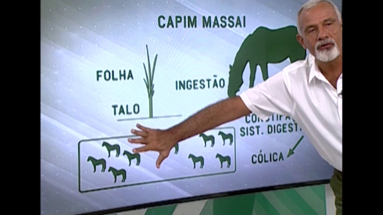 Conheça o capim massai, que pode matar cavalos