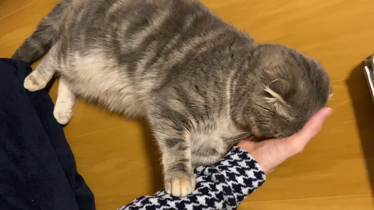 甘えん坊を極めると、猫は顔面を手にうずめます kitten pushes her head into my hand so hard
