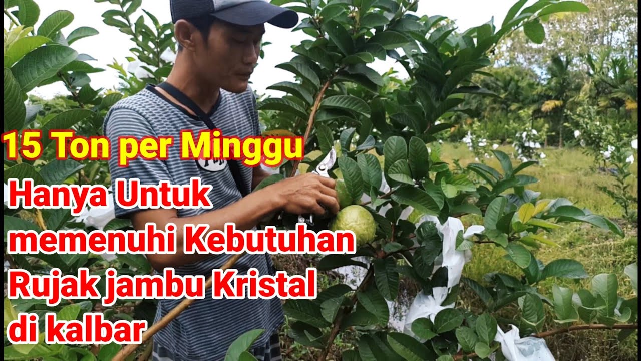 Kristal Merah jumbo Alternatif Untuk Rujak Jambu Kristal