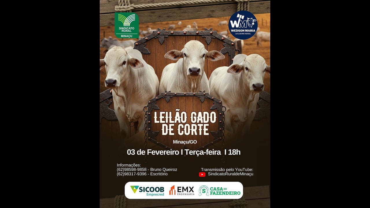 LEILÃO DE GADO DE CORTE - SINDICATO RURAL DE MINAÇU GO - 24/02/2026
