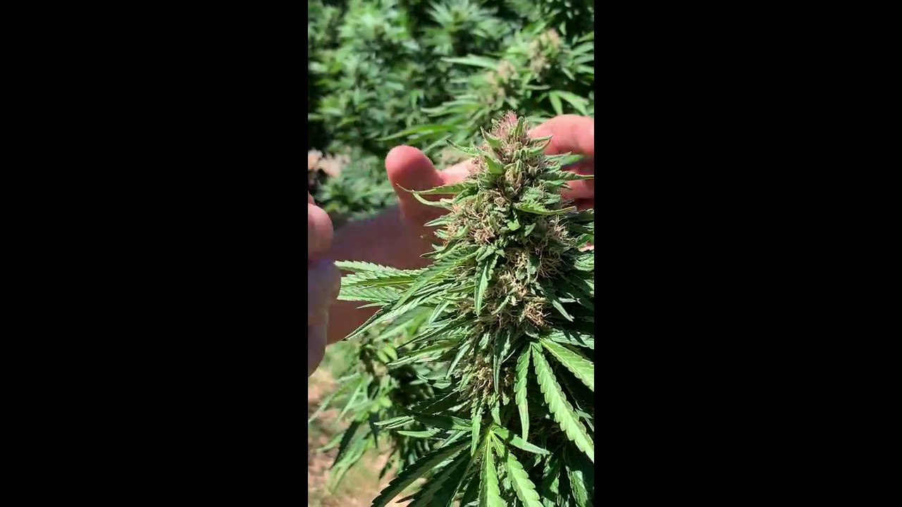 Why Does Cannabis Mold in the End of Summer Heat?