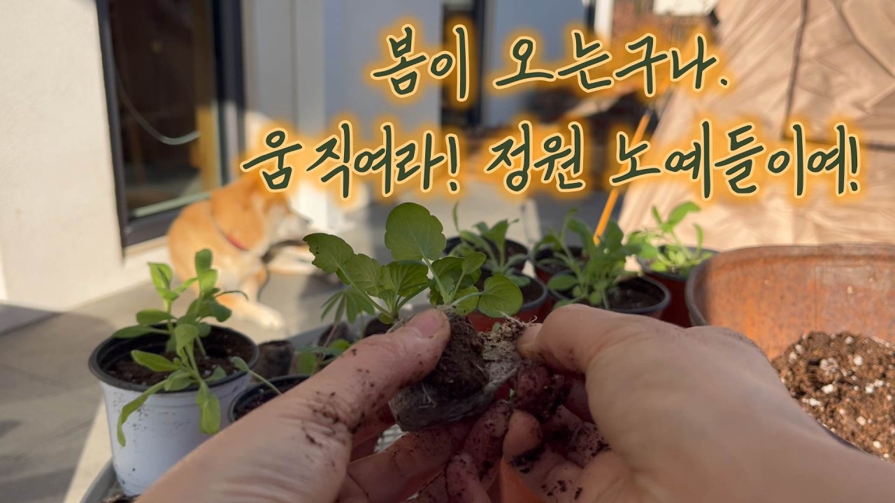 ep221 봄이 오는구나, 움직여라! 정원 노예들이여! |마당있는 집 | 가드닝 | 봄 | 일상브이로그 |겨울방학마무리| 알폰스 무하