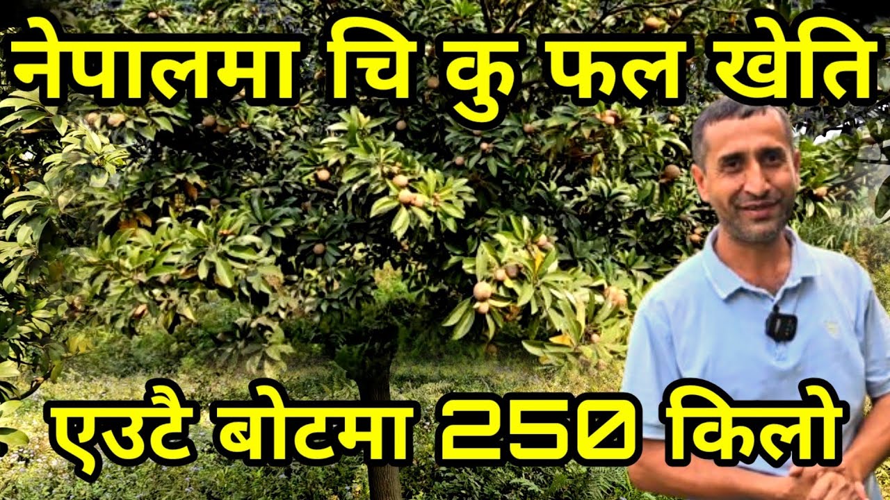 चि कु फलको खेती गर्नुस बिदेश जानै पर्दैन,एक बिघामै लाखौ कमाउने पोखरेल दाइ safeda farming