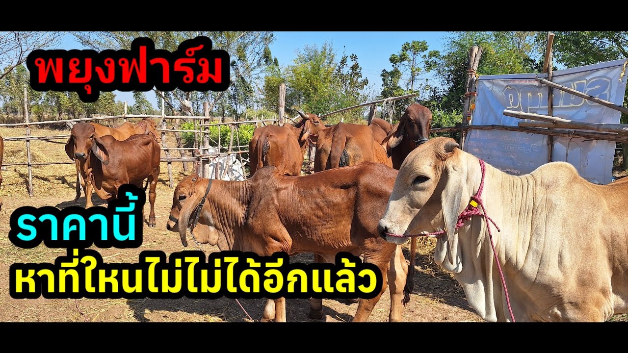 9 ม.ค.69 ปีนี้แนวโน้มราคาวัวดีดขึ้น แต่ะยุงฟาร์ม เปิดราคาสวนกระแส วัวท้อง ชุดตั้งฟาร์ม วัวพ่อพันธ์ 