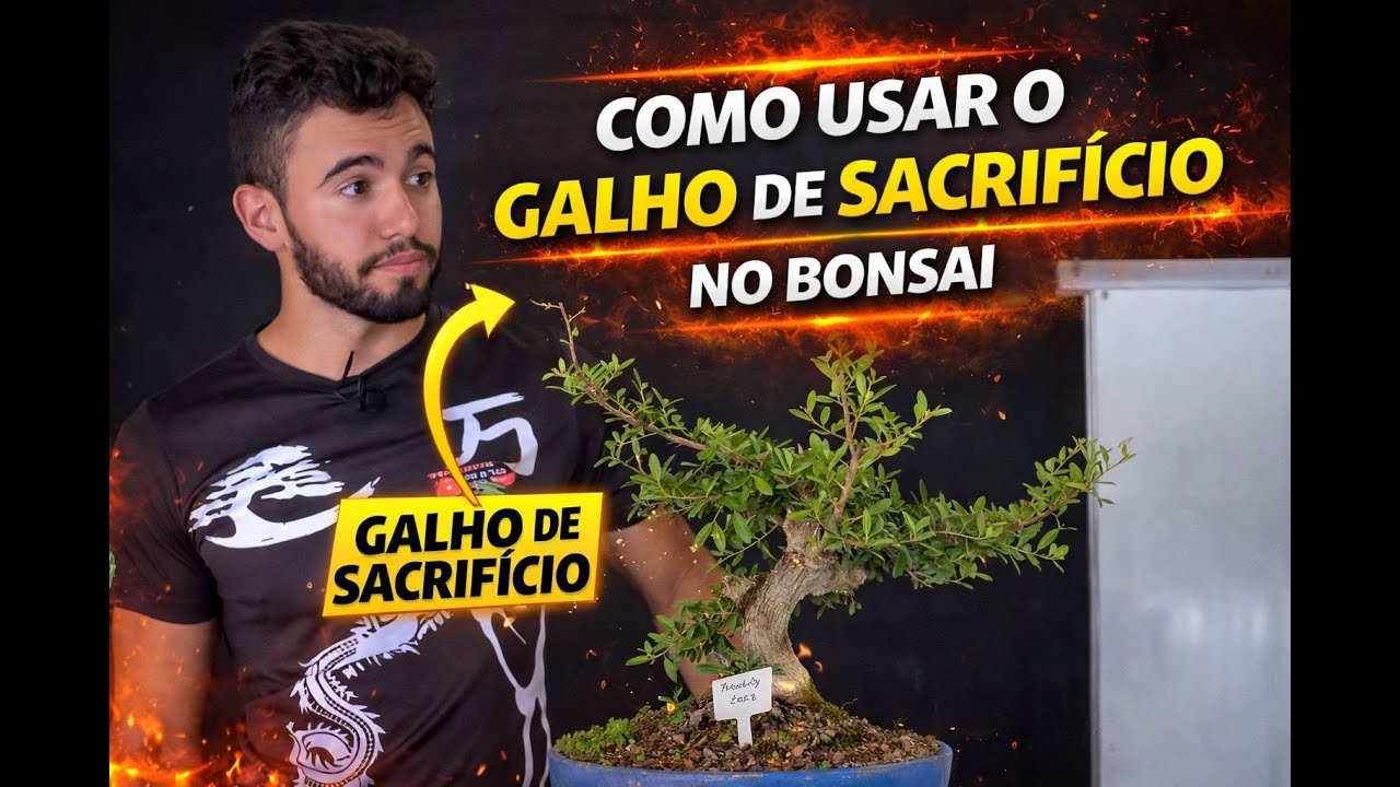 COMO usar o GALHO de SACRIFÍCIO 🌳 sem DESEQUILIBRAR o #BONSAI