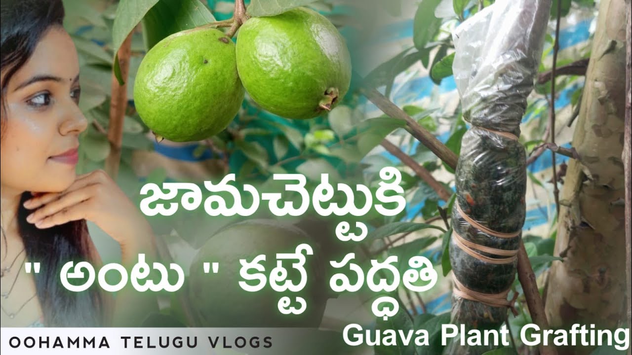 జమ చెట్టుకి అంటు కట్టె పద్ధతి||Guava plant grafting process||grafting method||air layering