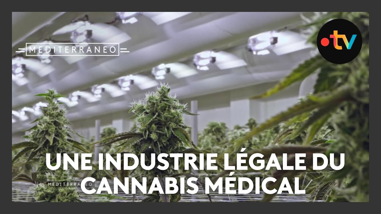 MEDITERRANEO &ndash; Derri&egrave;re les serres du Portugal, une industrie l&eacute;gale du cannabis m&eacute;dical