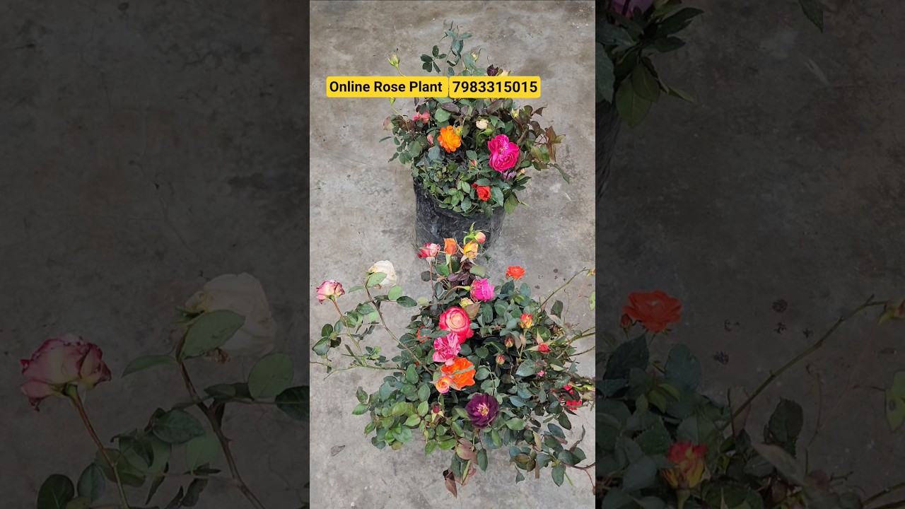 Rose Plant Shopping🌹Online Rose Palnt Sell🌹