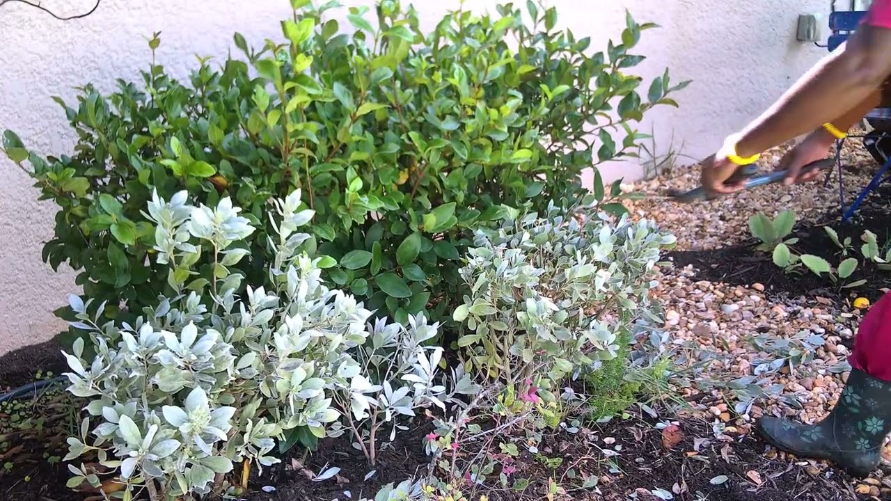 planting a silver buttonwood
