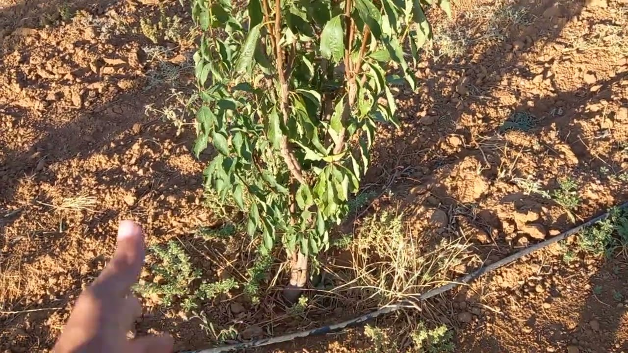 خدمة_مزارع_البرقوق_عمر_سنتين🌿🫐🌿