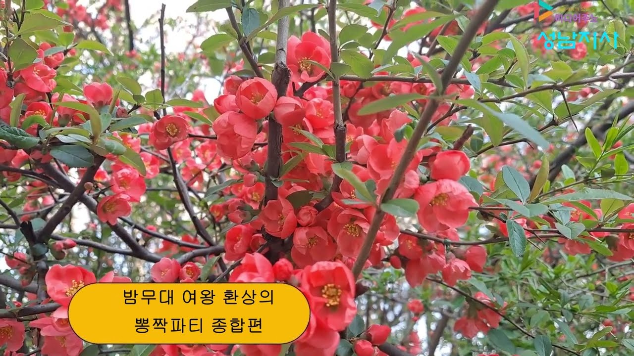밤무대 여왕 환상의 뽕짝파티 종합편 촬영편집 미디어주노 성남지사 가요트롯tv 홍재종 감독 구독 좋아요
