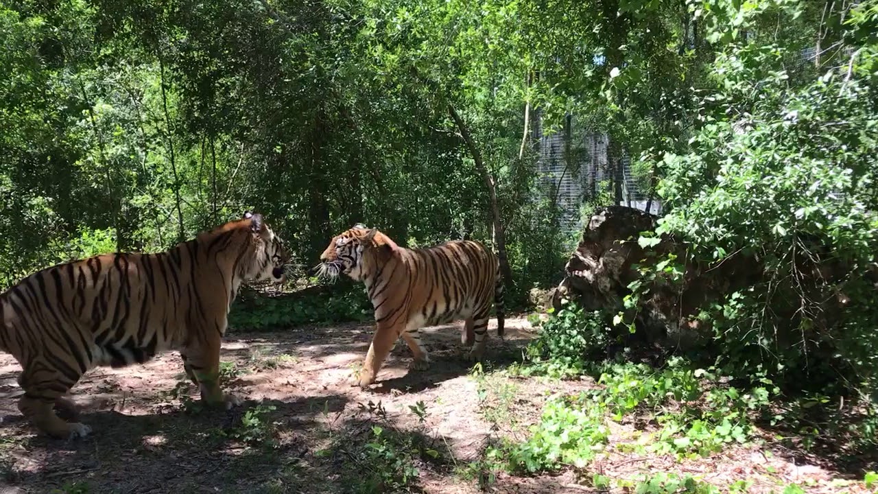 Tigers meet for the first time at Forest Animal Rescue - Clip 2