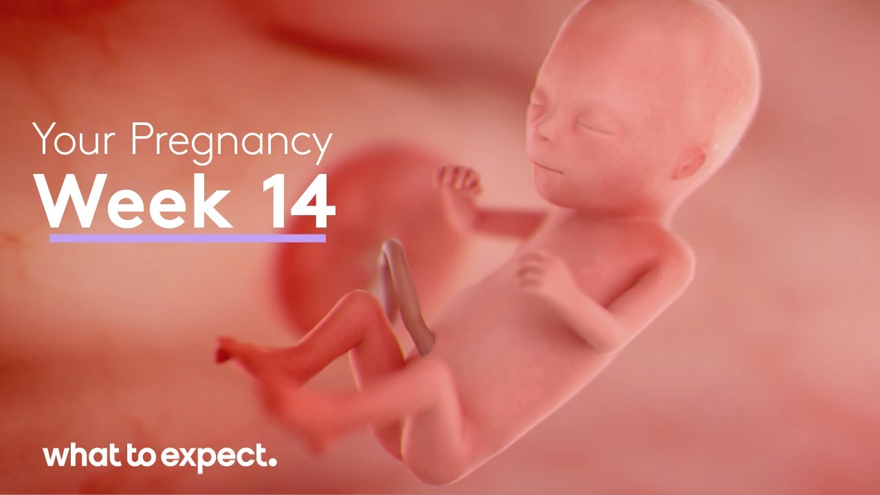 14 Weeks Pregnant - What to Expect