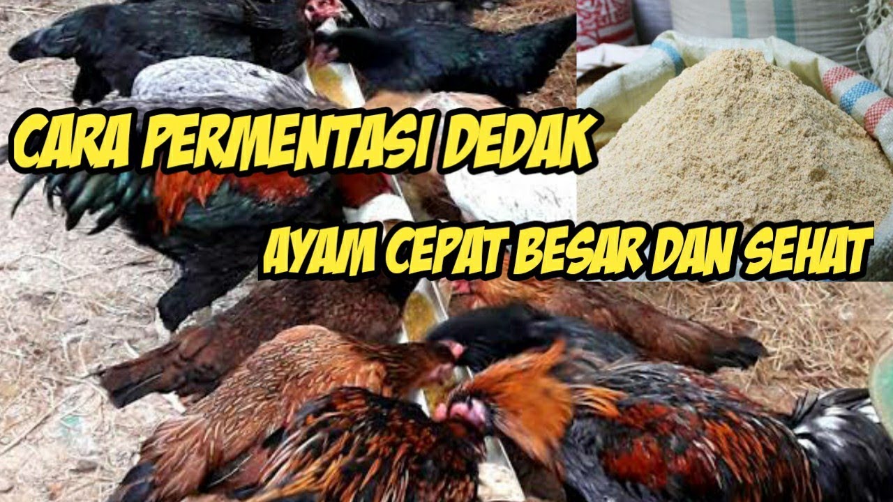 Cara Permentasi Dedak/Bekatul Pertumbuhan Ayam Cepat, Dan Sehat