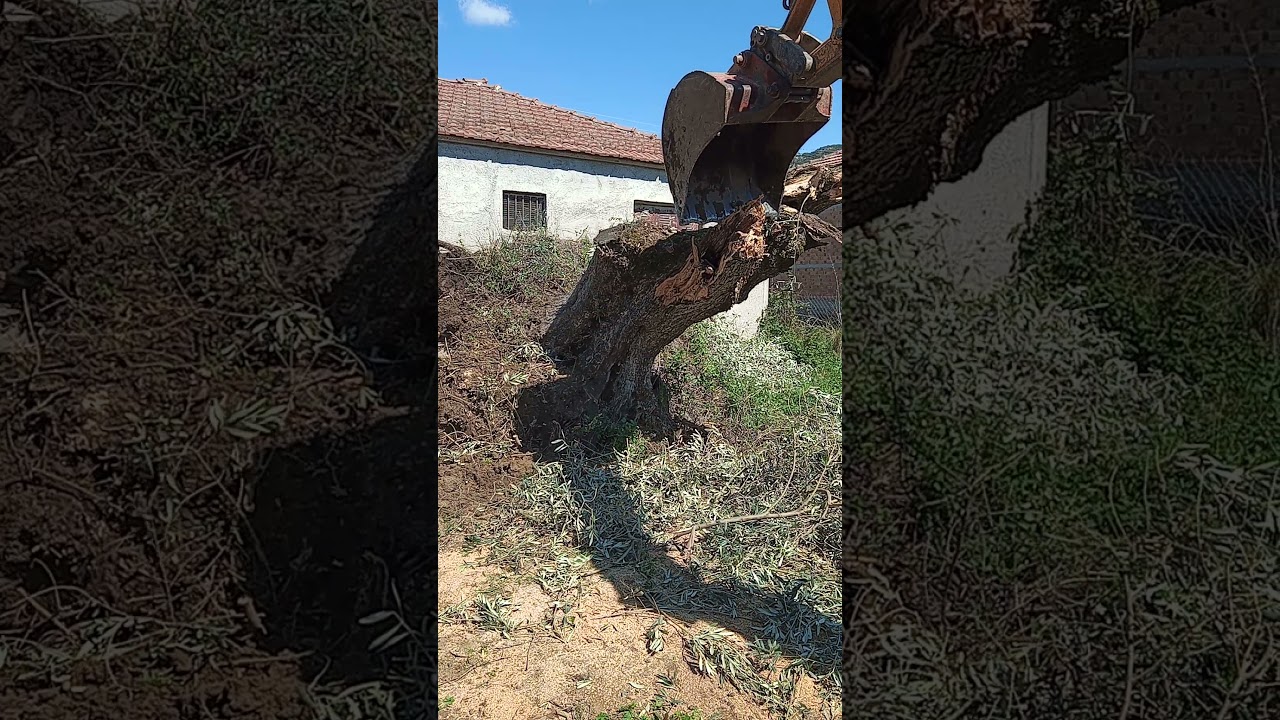 Ξερίζωμα ελιάς