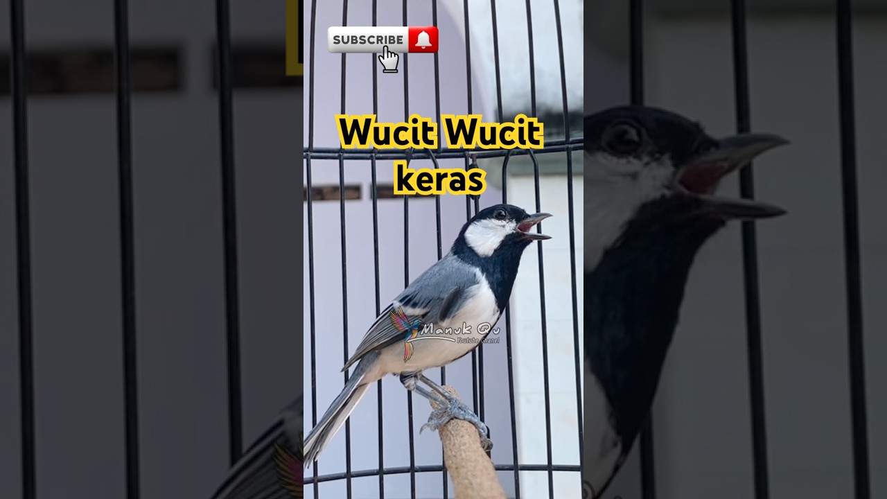 Gelatik batu gacor wucit wucit #suaragelatik #suaraburung #birdsong #viralshorts #viralvideo #shorts