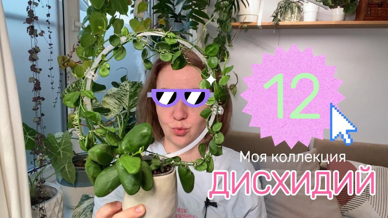 Моя коллекция дисхидий (почти как хойи)